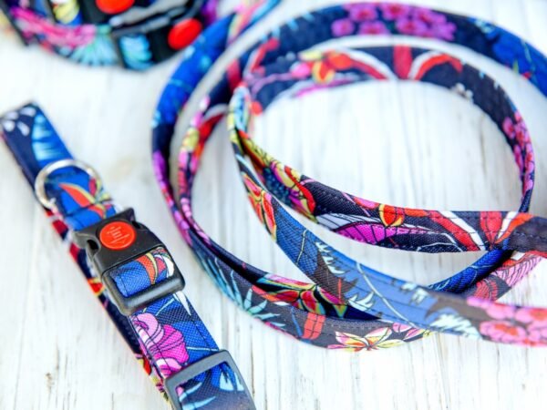 Collar & Leash