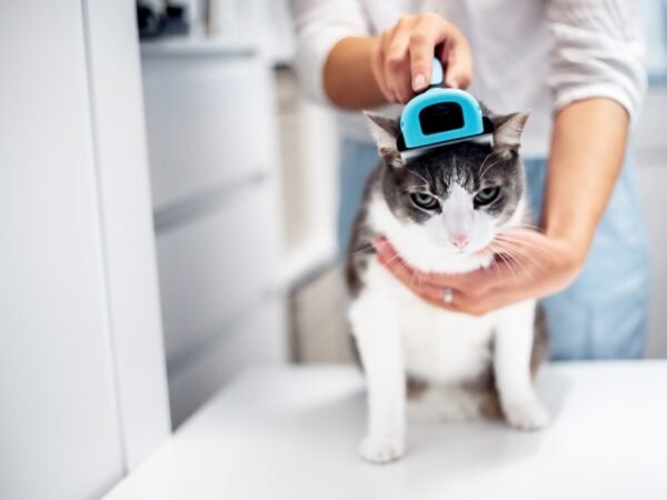 Mobile Grooming