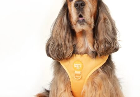 20% Off Happy Woof