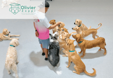 20% Off Daycare & Boarding at Olivier Zoppi