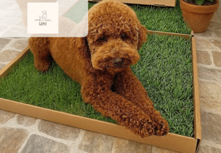 15% Off Go Pee Grass