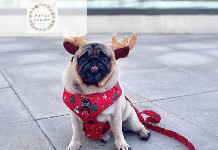 30% off Pup of Luxury